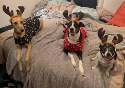 Customer Focus: Our Story - Peachy and the gang