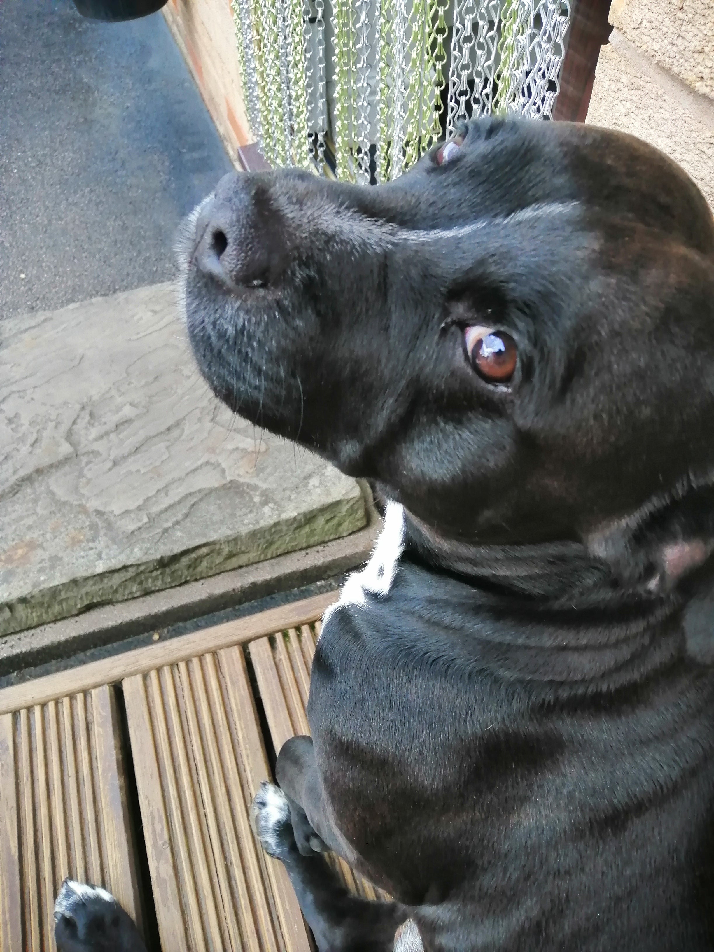 Customer Focus: Our Story - Sidney the Staffordshire Bull Terrier.