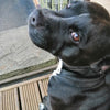 Customer Focus: Our Story - Sidney the Staffordshire Bull Terrier.