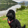 Customer Focus: Our Story - Dougal 🐾