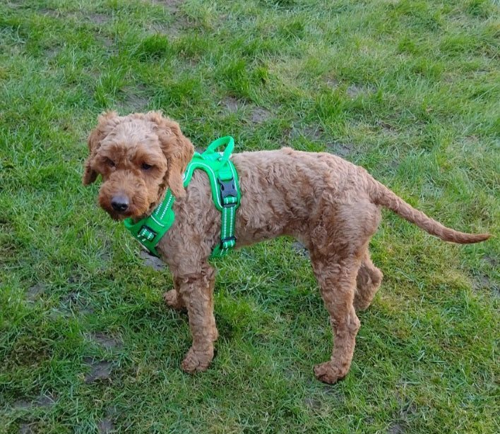 Customer Focus: Our Story - Amber