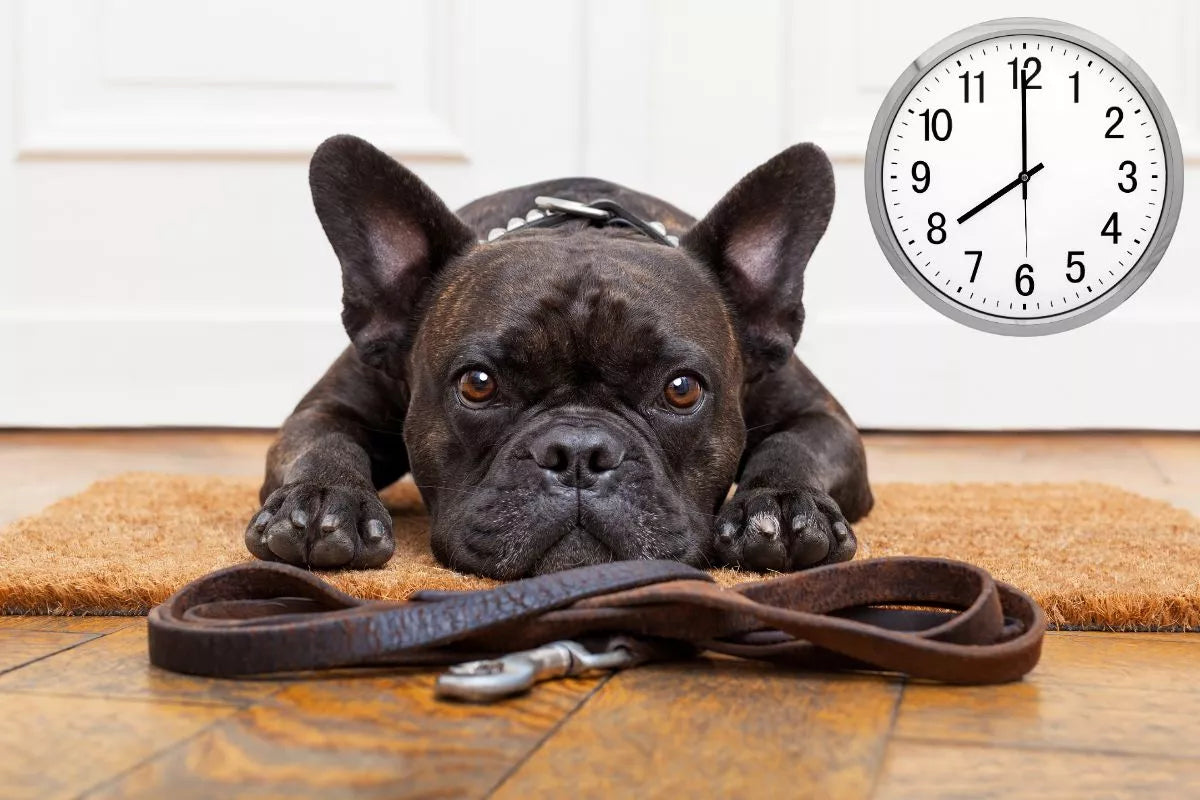 What Is The Best Time Of Day To Walk My Dog