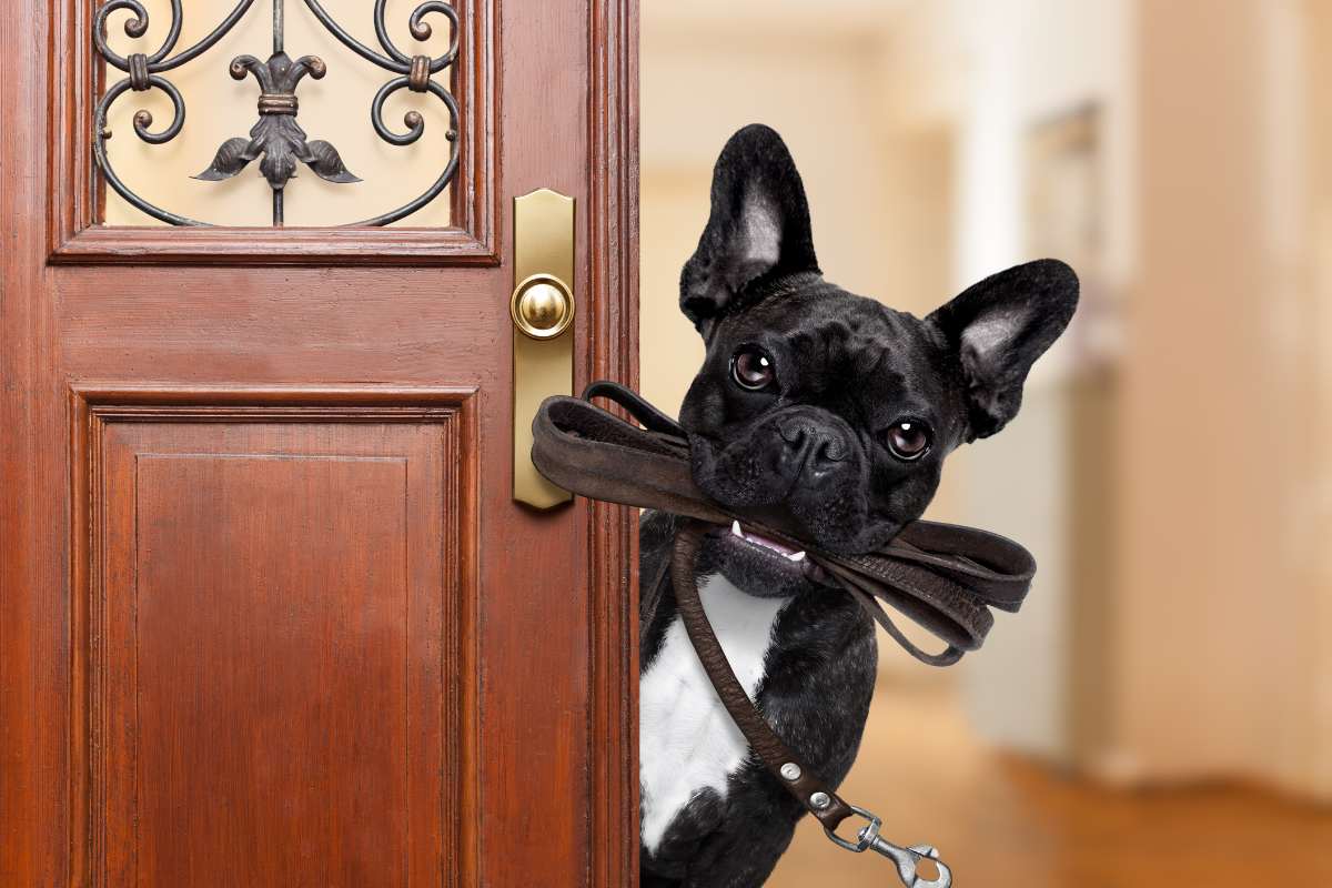 Choosing the best Dog Lead - A Comprehensive Guide