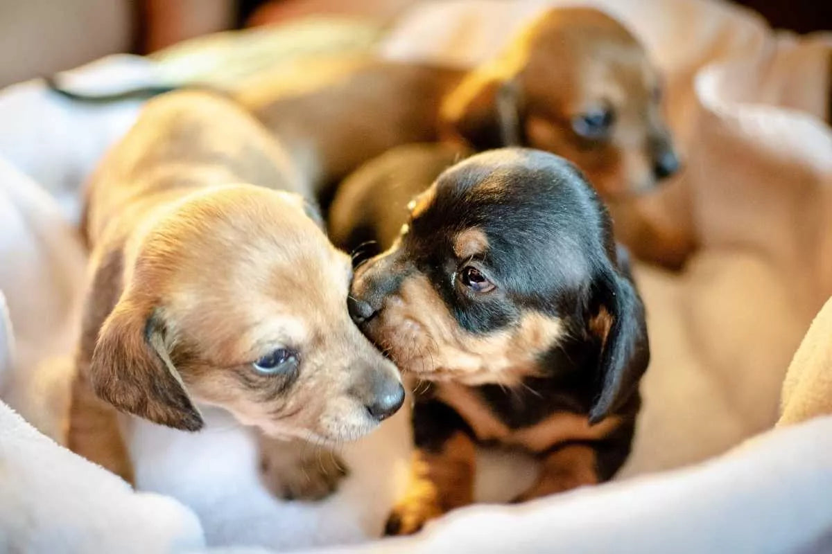 Can Exercise Damage A Puppies Growth Plates