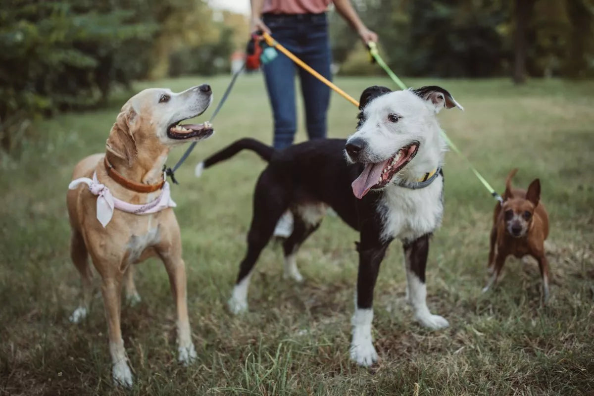 Your Dog's Behaviour On Walks - Tiredness, boredom, Age, Anxiety?