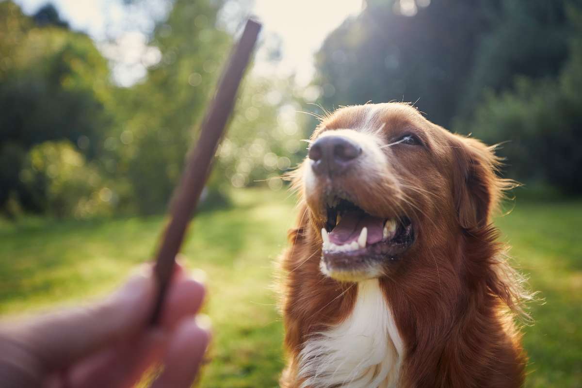 Should I Give My Dog Treats On Walks