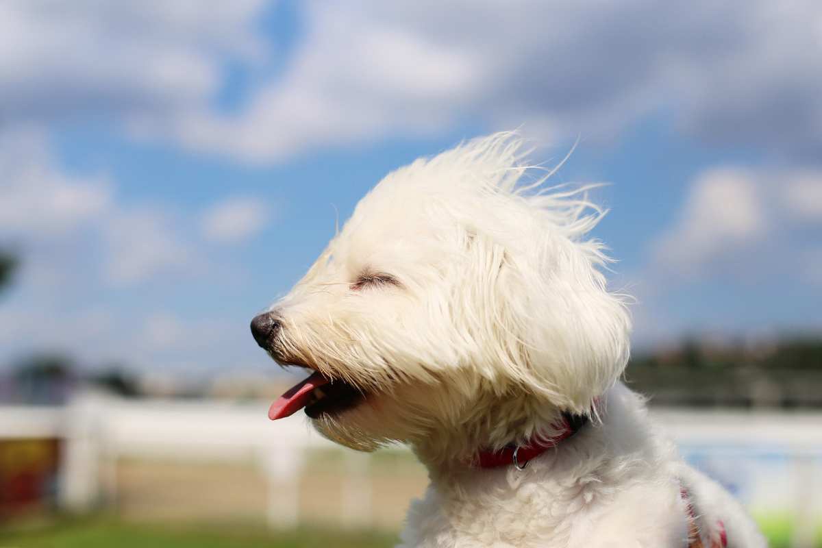 Why Does My Dog Go a Little Crazy When It's Windy