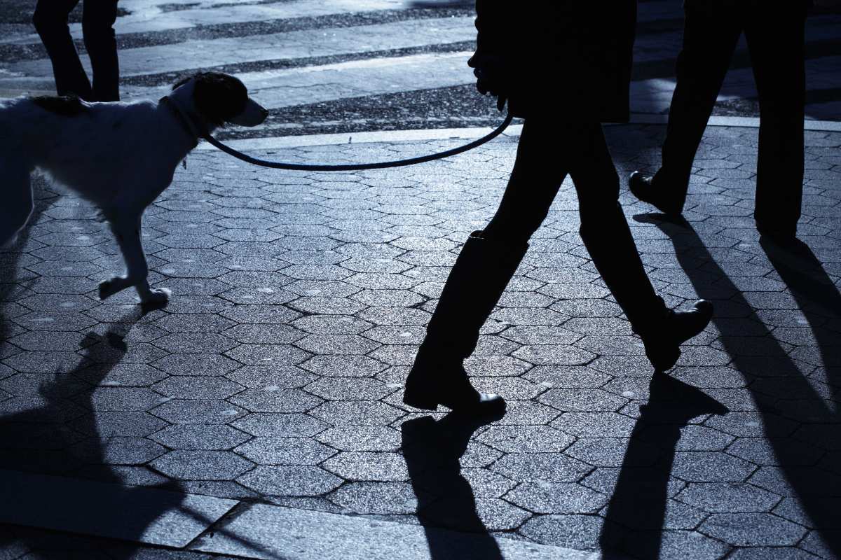 A Guide To Choosing The Best Reflective Dog Gear