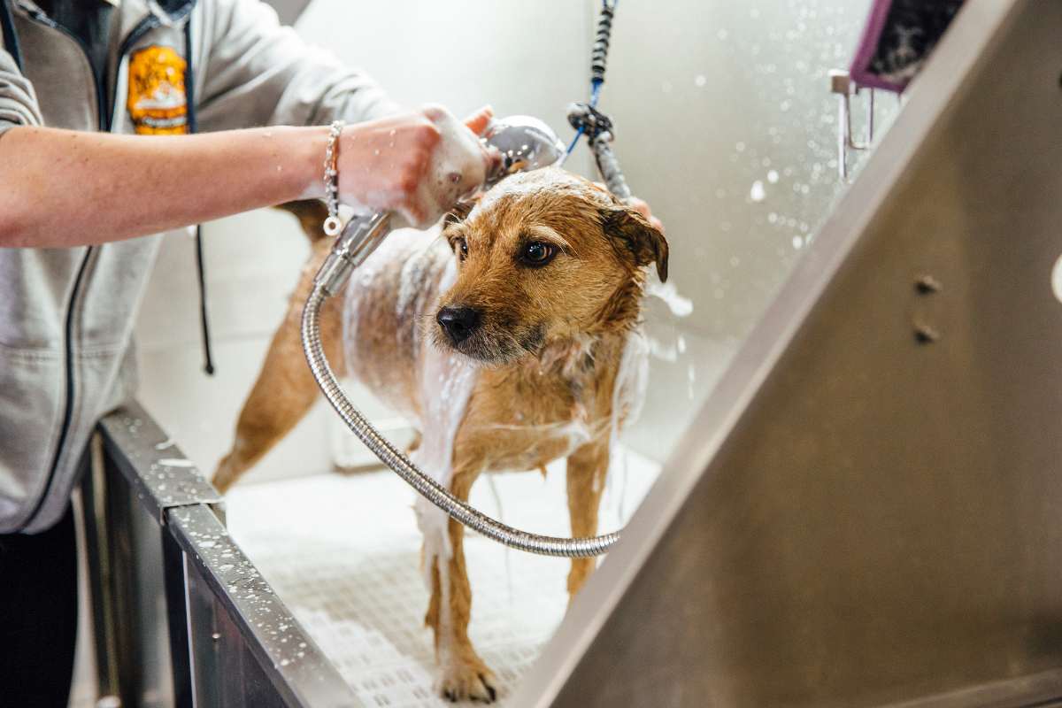 The Advantages of Paraben Free Dog Shampoo