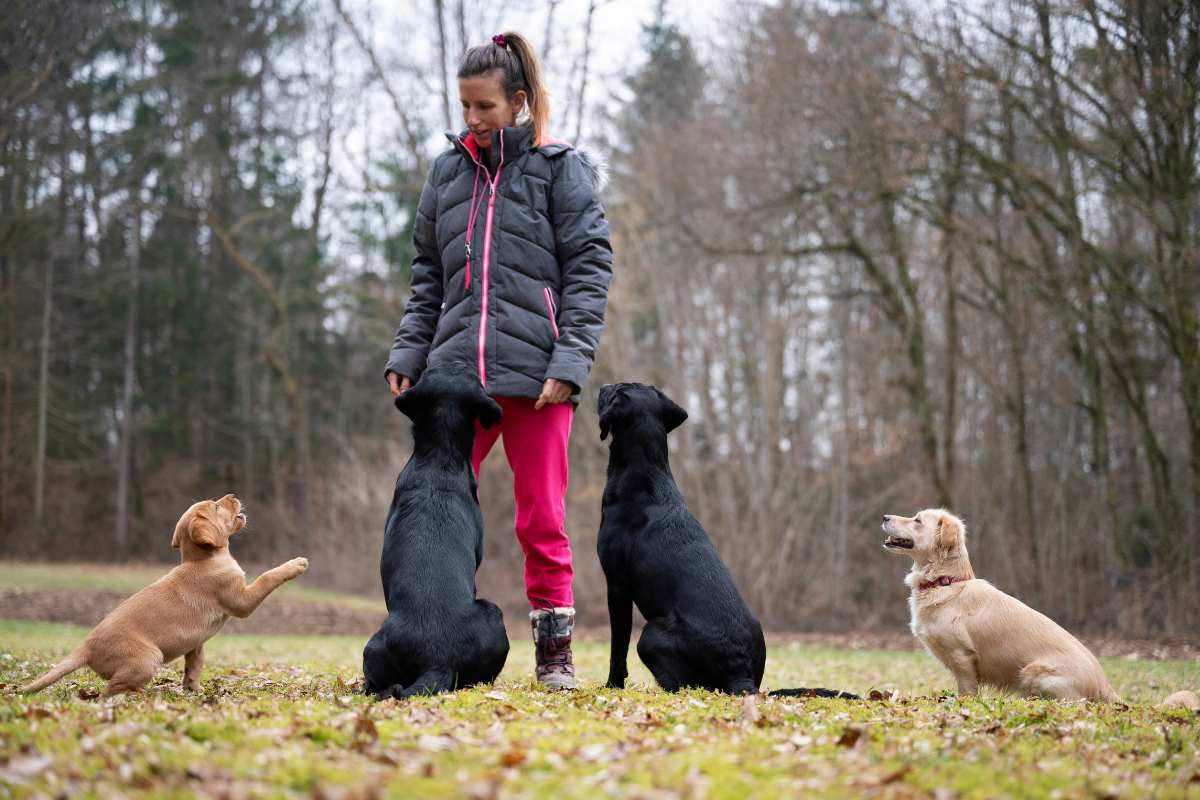 Why Getting Your Dog to Watch and Focus on You is Crucial