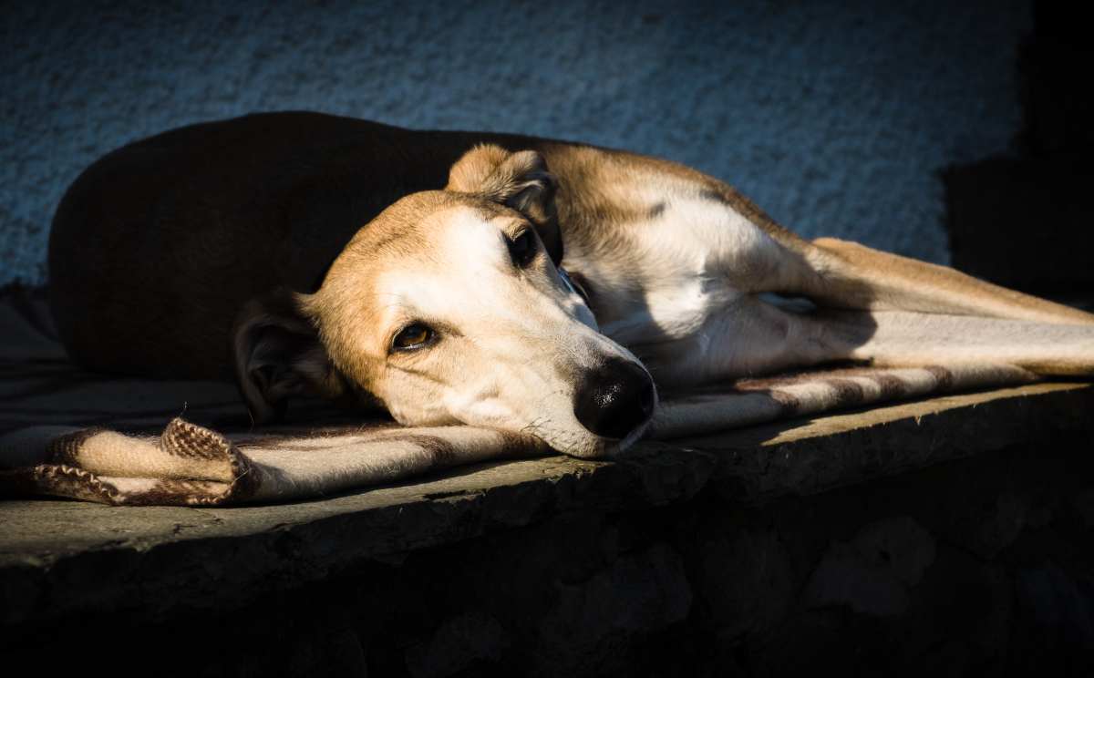 How to Find the Best Harness for Your Lurcher