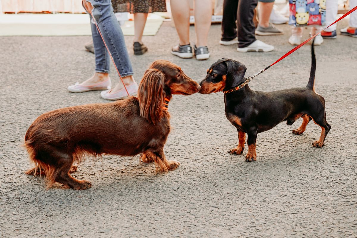A Guide to Proper Dog Walking Etiquette
