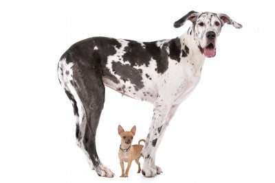 What is the classification of the Domestic dog from Phylum to Species?