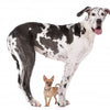 What is the classification of the Domestic dog from Phylum to Species?