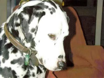 What is Degenerative Myelopathy in Dogs - Jake's story