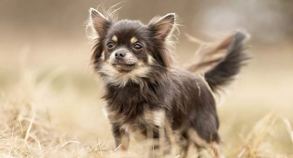 Chihuahua Fact and Figures