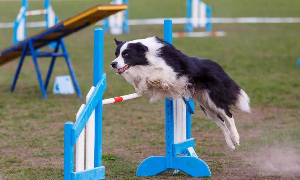 Is Dog Agility Training Safe For My Dog