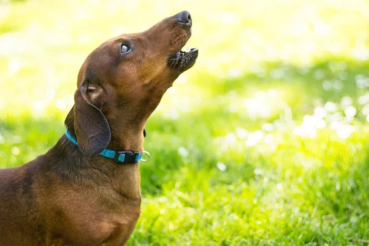 Why Do Dogs Bark And What Does It All Mean