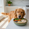 Are Dogs Carnivores or Omnivores? A Closer Look at What Dogs Eat