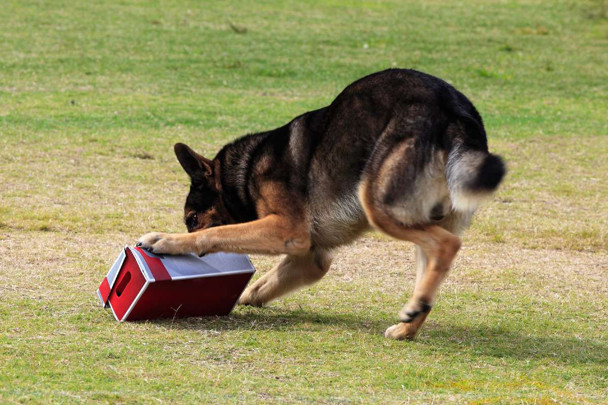 The Importance Of Mental Stimulation For Your Dog