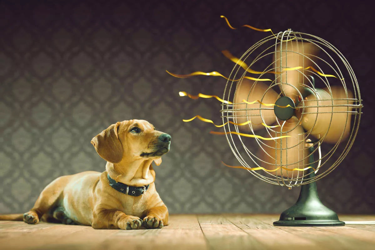 How To Keep Your Dog Cool In The Summer