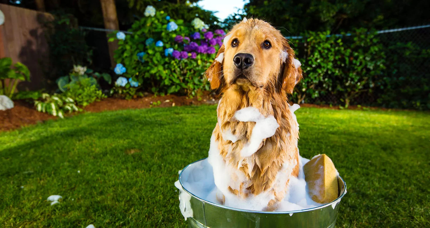 Why does my dog roll around in smelly things