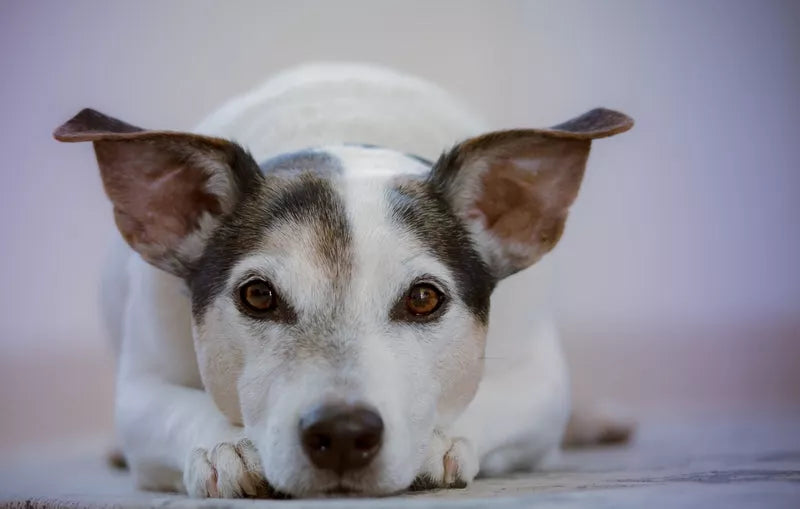 Female Dog Names