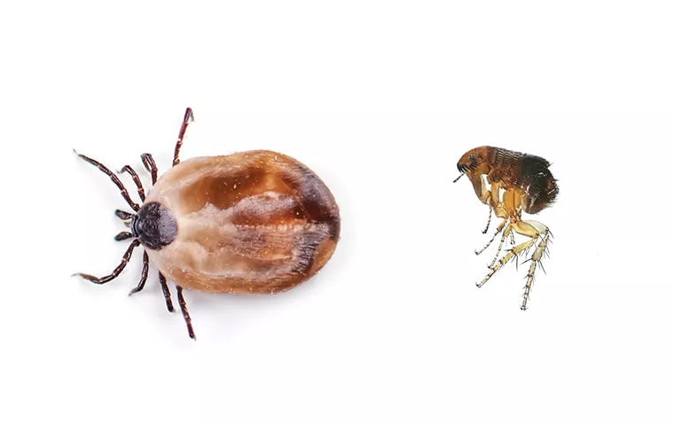 Fleas And Ticks Advice For Pet Owners
