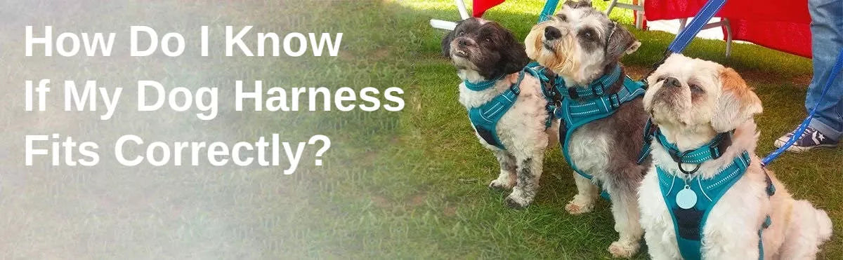 How Do I Know If My Dog Harness Fits Correctly