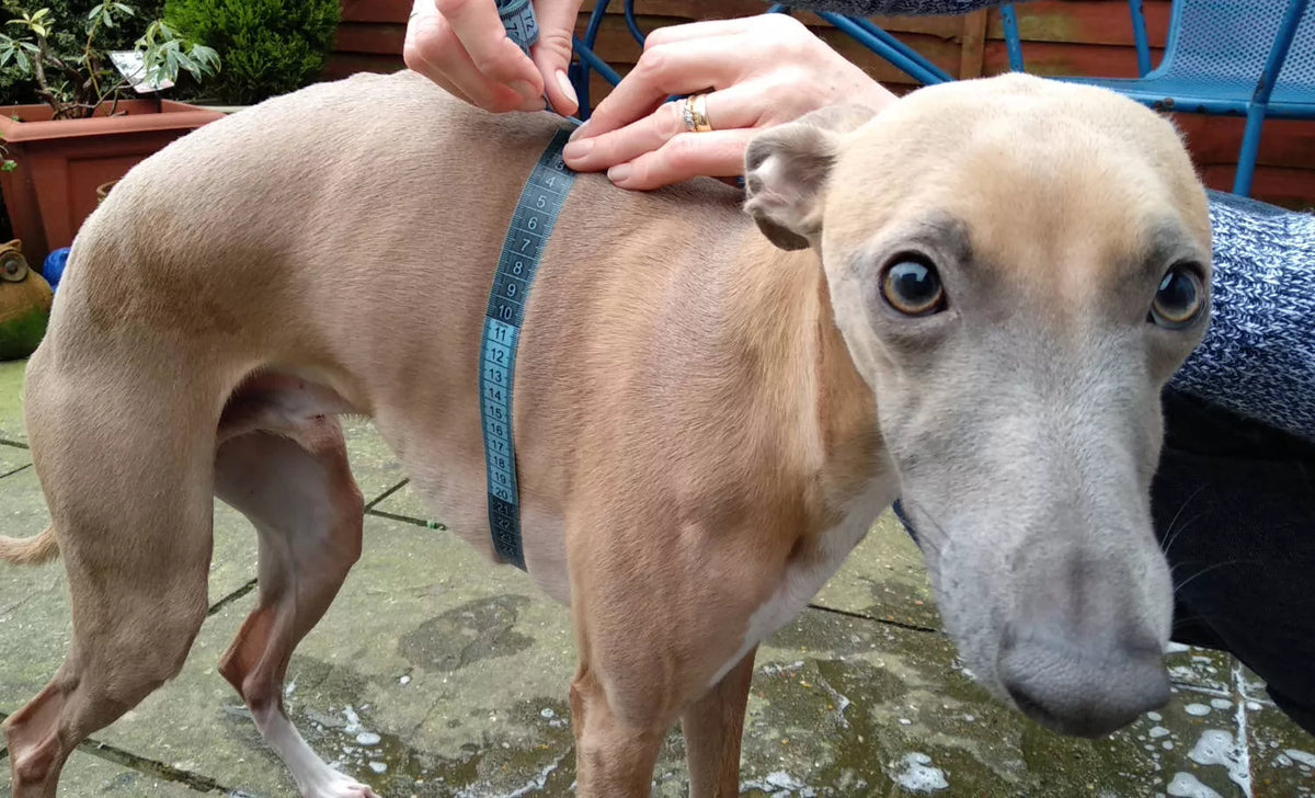 Measure puppy for sales harness