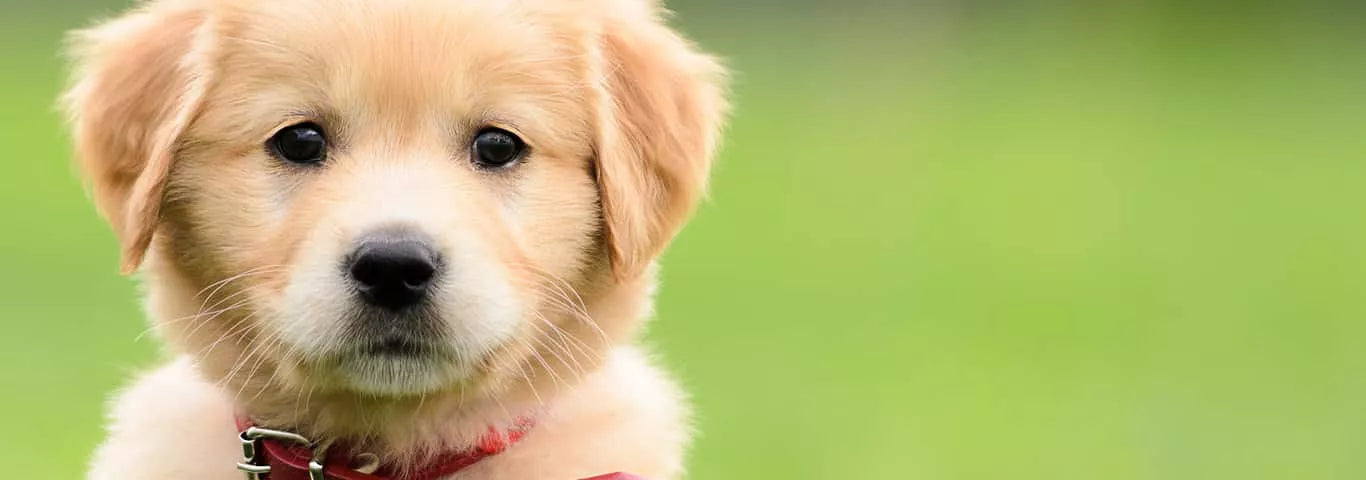 When Do Puppies Stop Growing And What Are Growth Plates