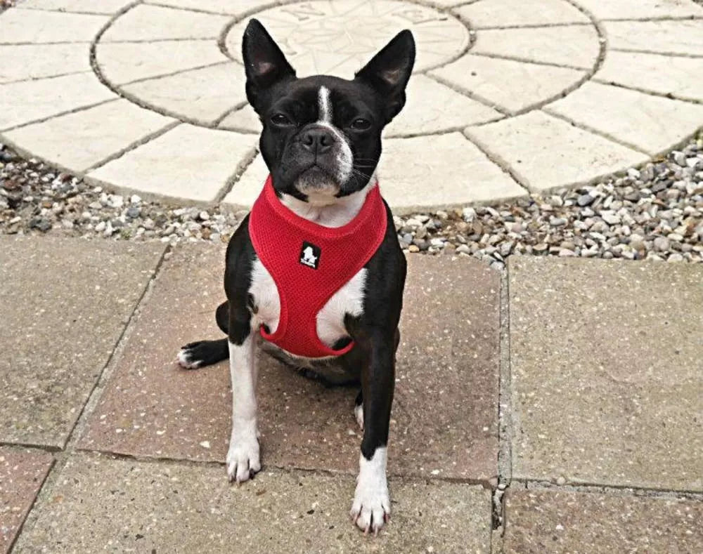 Buying A Harness For A Puppy