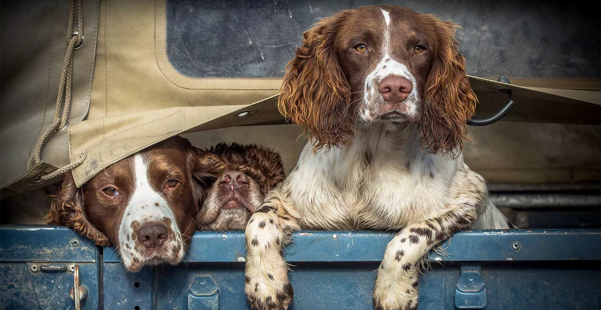 A Short Guide To The English Springer Spaniel wiggles and wags