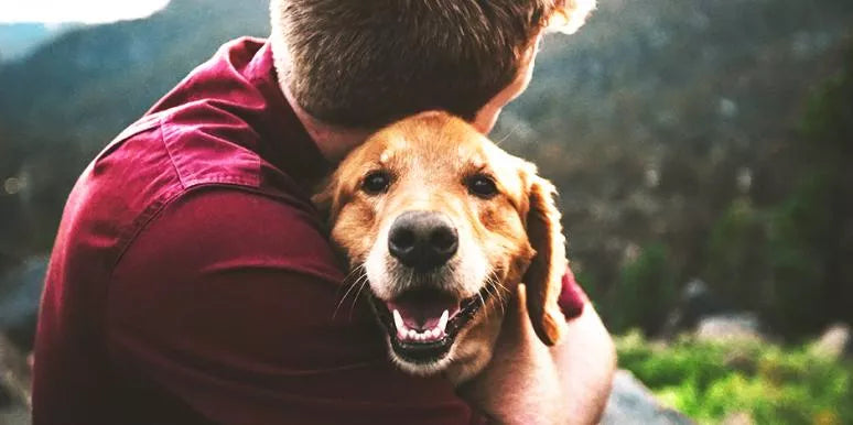 Things To Consider Before Buying A Dog