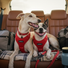 Travelling With Your Dog: What Do You Really Need?