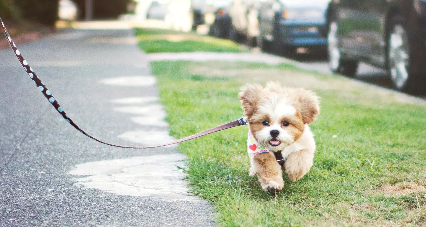 Why is Walking My Dog So Important