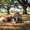 Summer Essentials to Keep Your Dog Happy & Safe