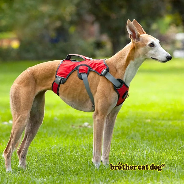 Whippet Harness Lurcher Greyhound Escape Proof Running Wiggles and Wags