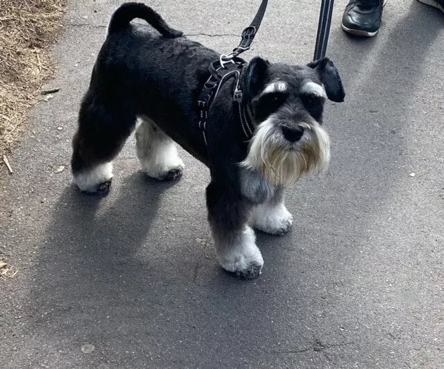 Dog Harness Not Over Head TLH56512 Shipped From UK wiggles and wags