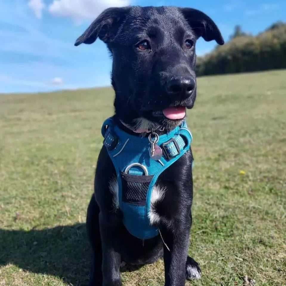 Canada Pooch Best Easy On Dog Harness And Leash Best Dog Harness