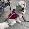 Customer Focus: Our Story - August the Assistance Dog