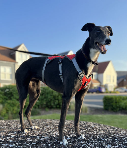 Customer Focus: Our Story - Rosie