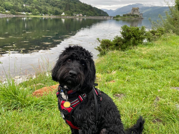 Customer Focus: Our Story - Dougal 🐾