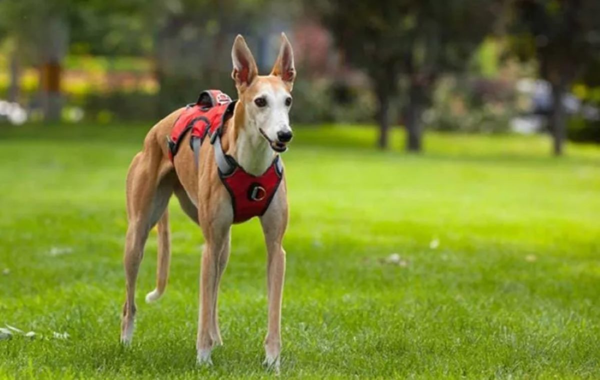 A closer look at the characteristics of a no escape dog harness