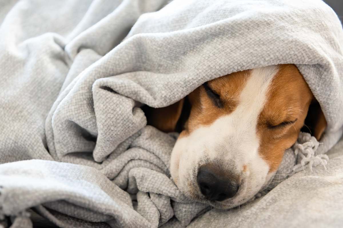 Keeping Your Dog Warm in Bed During Chilly Nights