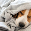 keeping your dog warm at night