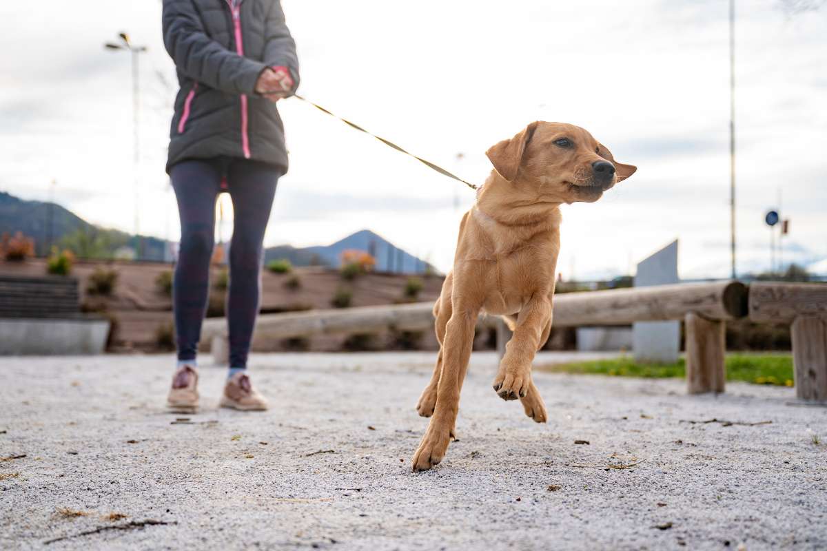 Top 10 Reasons Why Your Dog Is Pulling on the Lead