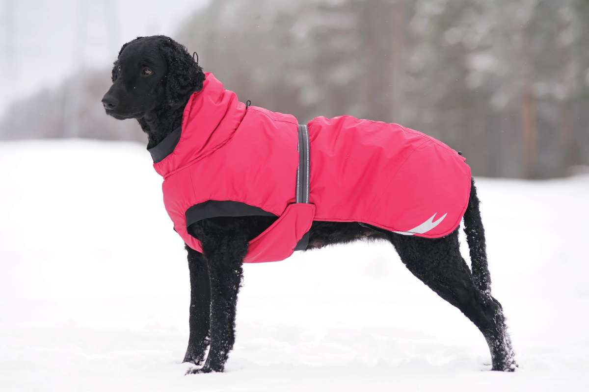 A Guide to Dressing Your Dog in Cold Weather