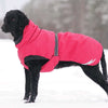 dog wearing winter coat to keep warm