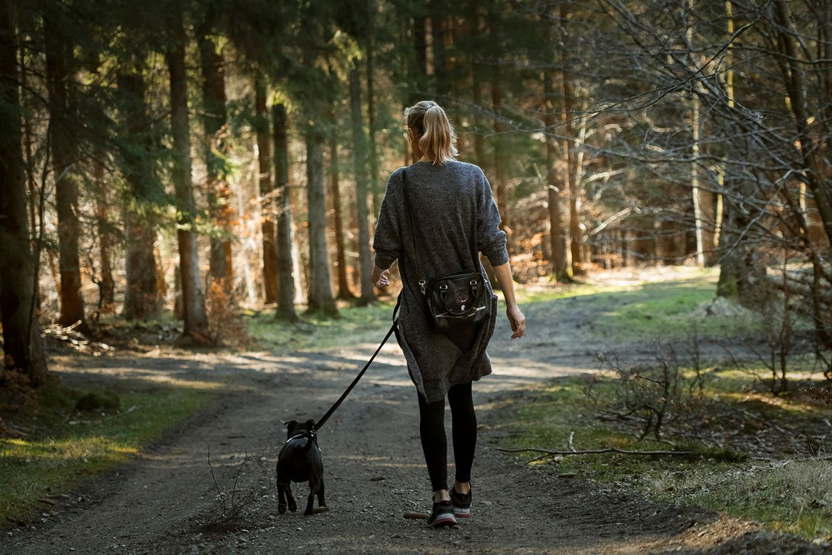 Top 10 things to include in your dog walking bag